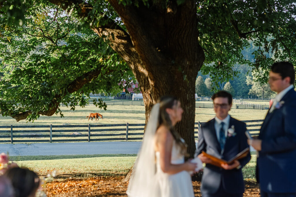 Bride and groom saying their vows during their wedding ceremony as a horse grazes in the background