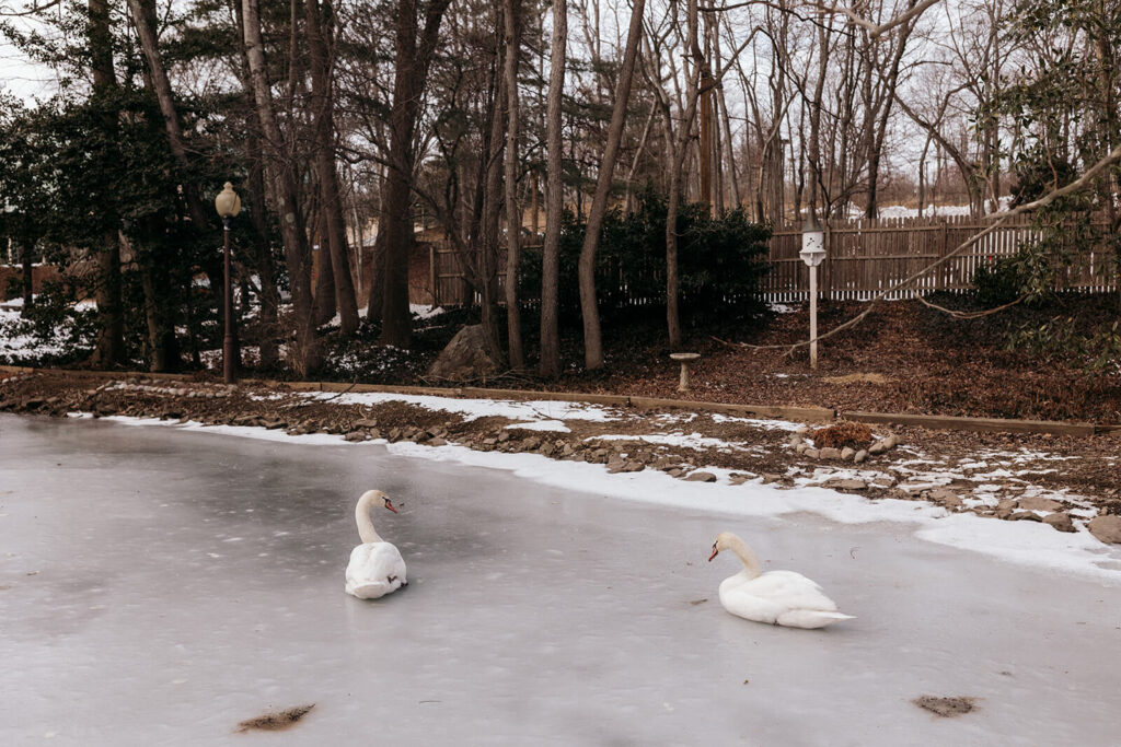 Pomme Radnor's resident swans on an icy pond
